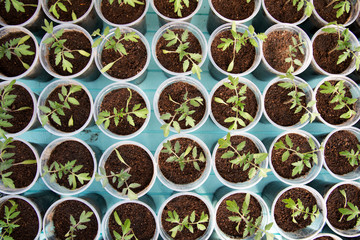 Tomato seedlings in a greenhouse planted in individual pots - top view