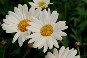Fototapeta premium white and yellow daisy