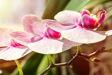 Beautiful orchid flower with natural background. concept design postcard