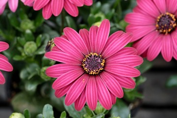 spanish daisy