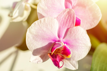 Beautiful orchid flower with natural background. concept design postcard