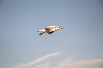 Close up Seagull flying in the air and sky background.Freedom seagull expand wings in the sky.