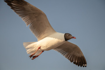 Close up Seagull flying in the air and sky background.Freedom seagull expand wings in the sky.
