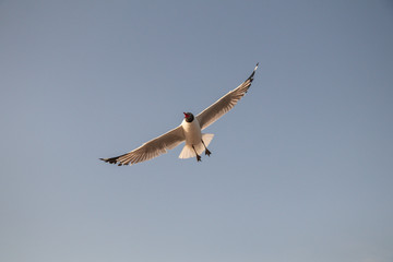 Close up Seagull flying in the air and sky background.Freedom seagull expand wings in the sky.