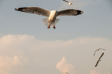 Close up Seagulls flying in the air and sky background.Freedom seagulls expand wings in the sky.