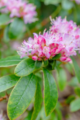 Kleinwüchsiger pinker Rhododendron Lepidote im April. Blühender Strauch mit kleinwüchsigem Rhododendron im Frühling. Pinker Rhododendron.