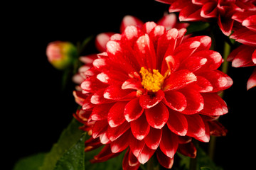 red dahlia flowers