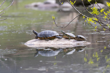 turtles in a pond