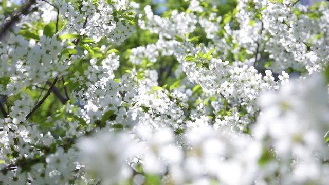 Beautiful spring foliage and blossom isolated on blue sky background. Closeup view of blooming tree branches growing outdoors at city park. Real time full hd video footage.