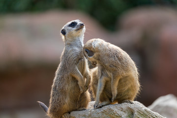 meerkat on guard