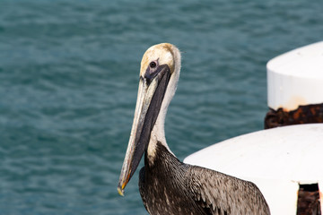 Close up head shot of a white pelican in harbor looking at the camera