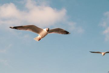 Close up Seagulls flying in the air and sky background.Freedom seagulls expand wings in the sky.