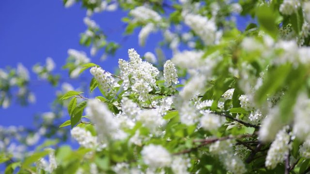 Beautiful spring blooming trees background. Springtime foliage isolated on blue sunny sky. Real time full hd video footage/