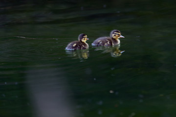 two ducks in the pond