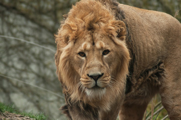 portrait of lion watching camera