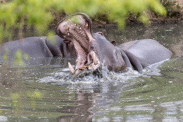 Fototapeta na wymiar hippo in water