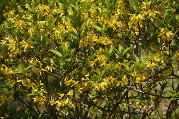 Forsythia (Golden bells)