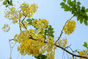 Golden shower flower tree, Cassia fistula in summer