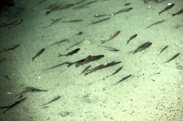 Fish in Lake Cauma in the Swiss canton of Grisons