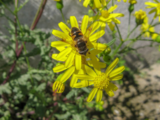 Bee and yellow flowers  Iran, Gilan, Rasht