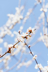 flowering tree