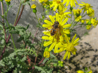 Bee and yellow flowers  Iran, Gilan, Rasht