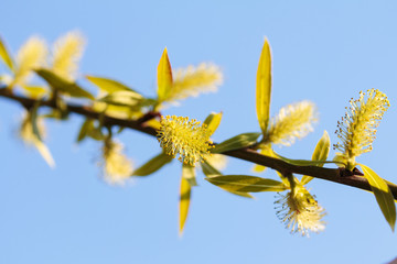 flowering tree