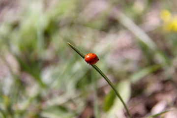 Photo of Chicken Duck, Iran, Gilan, Rasht