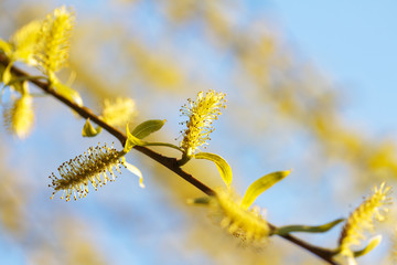 flowering tree