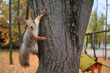 Squirrel on the tree, looks into the frame, the feeder in the park, close-up