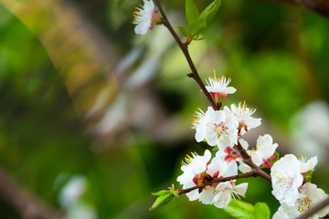 spring and blooming trees 