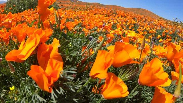 Endless poppy super bloom wildflower meadow in Southern California.