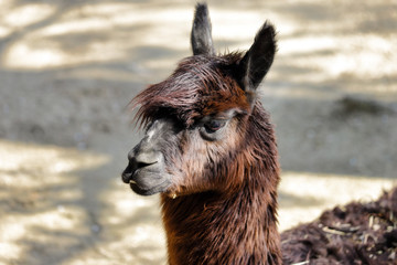 Obraz premium Portrait of domesticated Alpaca (Vicugna pacos) species of South American camelid