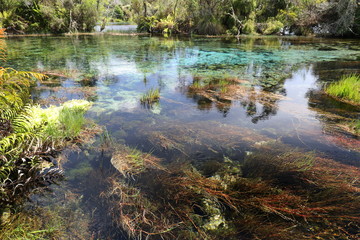Beautiful colors of water plants