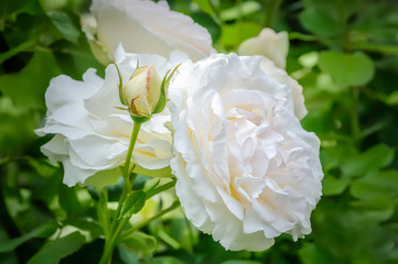 A bush of white roses blooming in the garden. Macro photo with shallow depth of field.