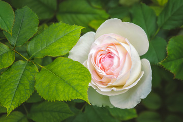 Creamy rose blooming in the garden. Macro photo with shallow depth of field.