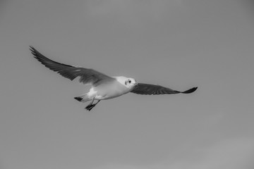 Black and white close up Seagull flying in the air and sky background.Freedom seagull expand wings in the sky.