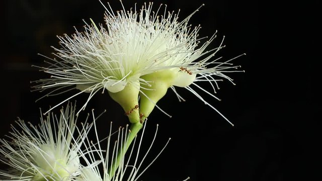 rose apple on a dark background 