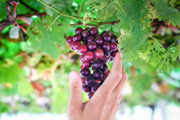 Ripe Red Grapes in Farmers hand in vineyard