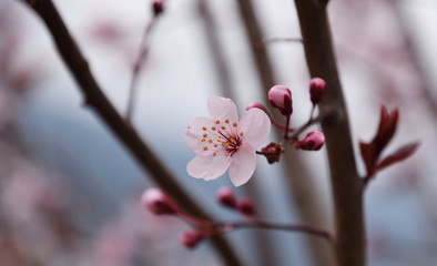 cherry blossom in spring