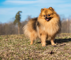 Dog small Spitz walking on the lawn in the spring.