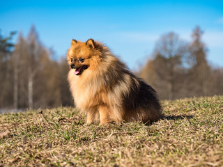Fototapeta na wymiar Red small Spitz dog sits on autumn meadow.