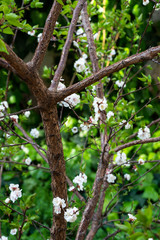 spring and blooming trees 