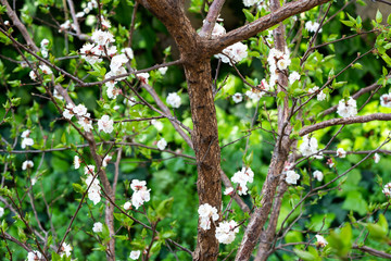 spring and blooming trees 