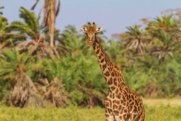Masai Maasai giraffe, Giraffa Tippelskirchi, front neck and face with big eyes, green palm trees beyond. Amboseli National Park, Kenya, Africa. Patterned wild animal with pretty face
