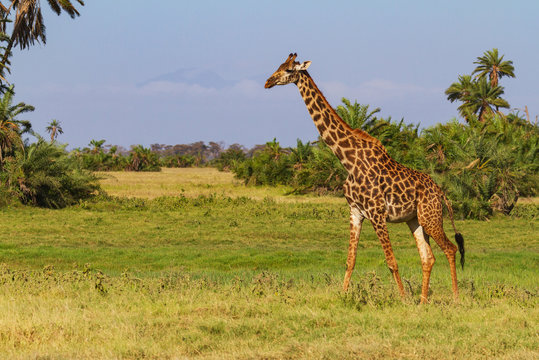Masai giraffe, Maasai giraffe, (giraffa tippelskirchi) side wild African animal walking on green grass with copy space. Amboseli National Park, Kenya, Africa