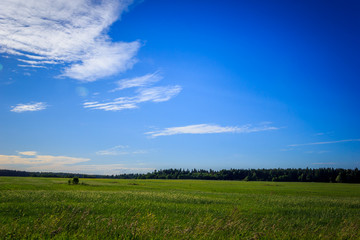 Summer landscape in the field. Green grass field and blue sky with clouds.