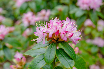 Kleinwüchsiger Rhododendron im Frühling. Blühender Strauch mit Rhododendron. - 260106583