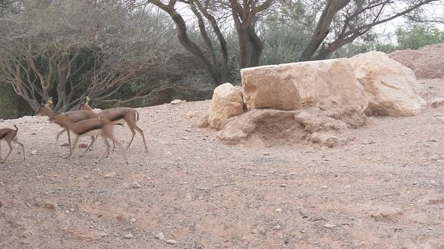 Springbok antelopes or gazelles (Antidorcas marsupialis) runs along the desert sand in front of trees.