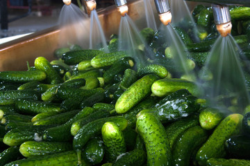 Working process of the production of cucumbers on cannery. Washing in water before preservation. Movement on the conveyor.